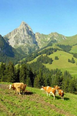 - - wallpaper preview