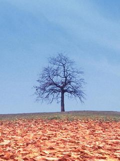 - - wallpaper preview