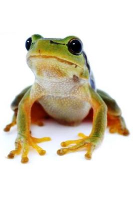Frog - wallpaper preview