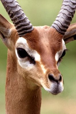 Antilop