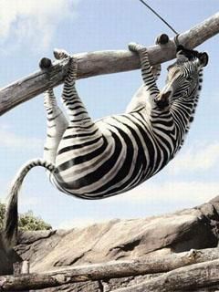 - - wallpaper preview