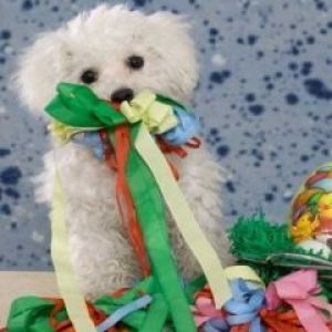 Cachorro Adorable con Ribbons Coloridos