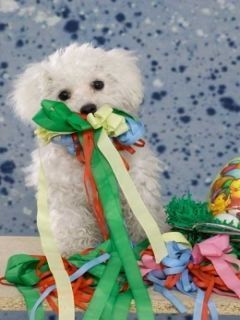Cachorro Adorable con Ribbons Coloridos