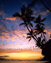 Atardecer tropical con palmeras