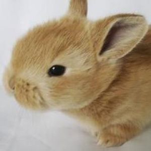 Conejo Bonito