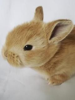 Conejo Bonito