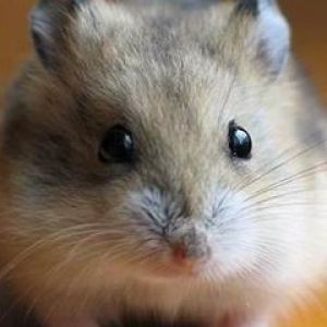 Primer Plano de Hamster Adorable