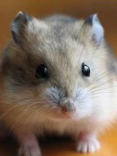 Primer Plano de Hamster Adorable