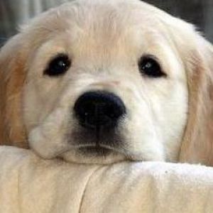 Adorable Cachorro Golden Retriever