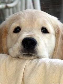 Adorable Cachorro Golden Retriever