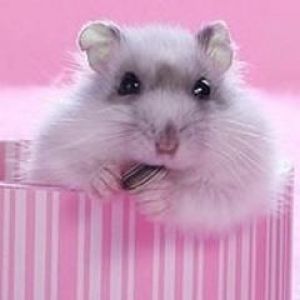 Hamster Bonito en Caja Rosa