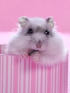 Hamster Bonito en Caja Rosa