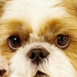 Perro Bonito en Primer Plano