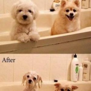 Antes y Después del Acicalamiento de Perros