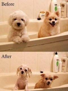 Antes y Después del Acicalamiento de Perros