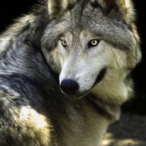 Retrato de Lobo Majestuoso