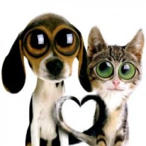 Perro y Gato Adorables