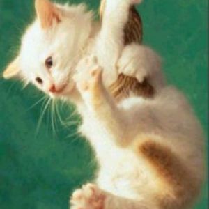 Gatito Juguetón Colgando de una Cuerda