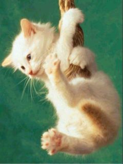 Gatito Juguetón Colgando de una Cuerda
