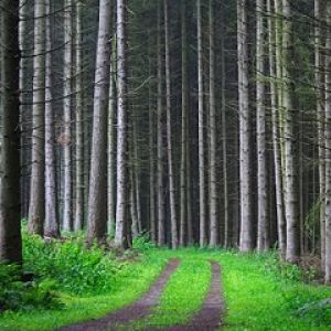 Sendero Forestal Sereno