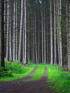 Sendero Forestal Sereno