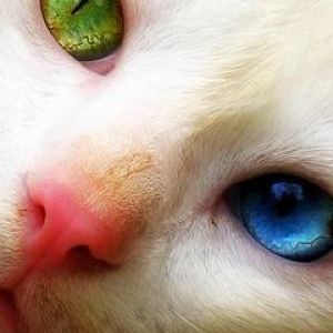 Ojos Únicos de Gato