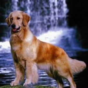 Golden Retriever junto a la Cascada