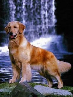 Golden Retriever junto a la Cascada