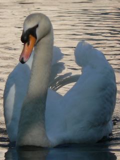 Cisne Elegante en el Agua