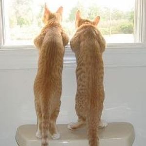 Gatos Curiosos en la Ventana