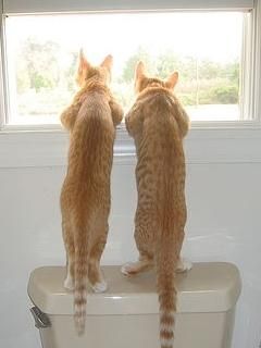 Gatos Curiosos en la Ventana
