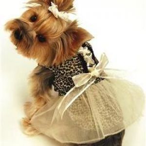Yorkshire Terrier Adorable con Vestido