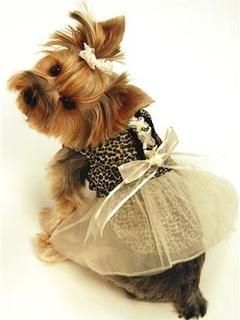 Yorkshire Terrier Adorable con Vestido