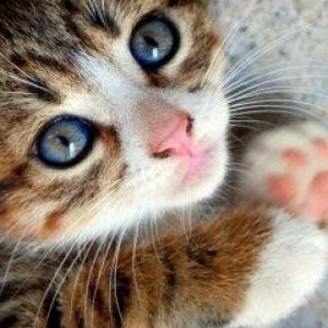 Gatito Adorable con Ojos Azules