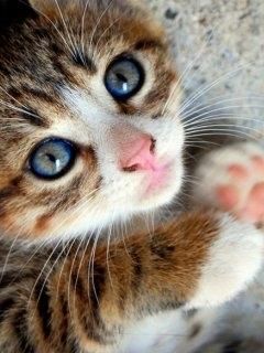 Gatito Adorable con Ojos Azules