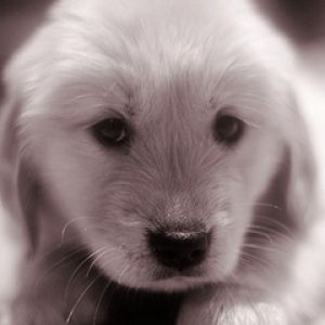 Cachorro Adorable
