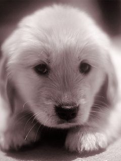 Cachorro Adorable