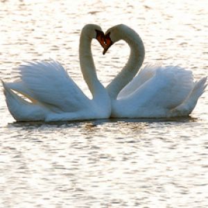 Cisnes en Amor