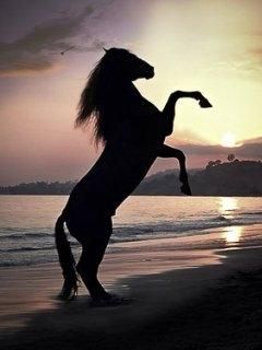 Silueta majestuosa de caballo al atardecer