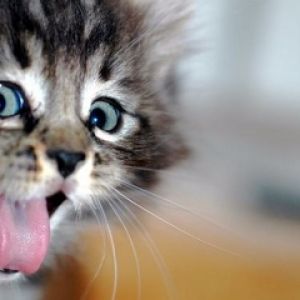 Gatito Adorable con Expresión Juguetona