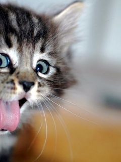 Gatito Adorable con Expresión Juguetona