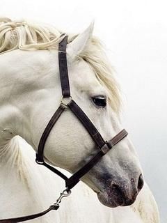 Majestuoso Caballo Blanco