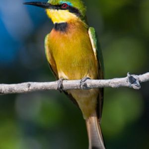 Pájaro Colorido en una Rama