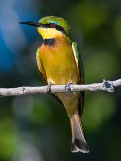 Pájaro Colorido en una Rama