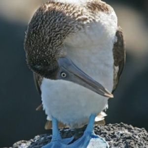 Pájaro de patas azules