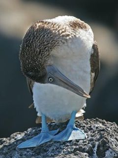 Pájaro de patas azules