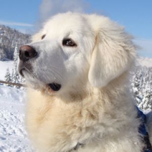 Perro Blanco Majestuoso en la Nieve