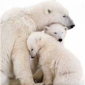 Familia de Osos Polares