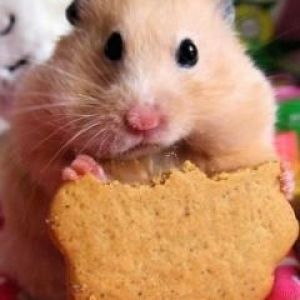 Hamster Adorable con Galleta