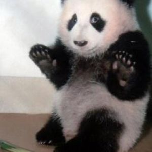 Bebé Panda Adorable